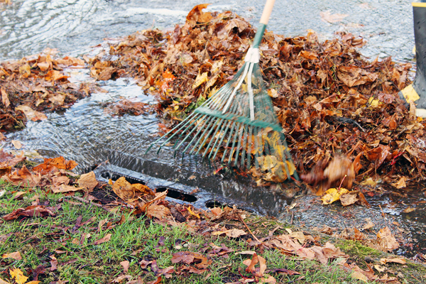 Leaves covering drain with rake