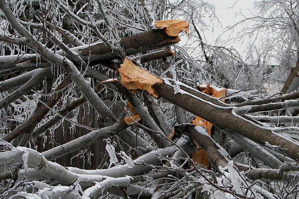 Fallen tree branches after an ice storm