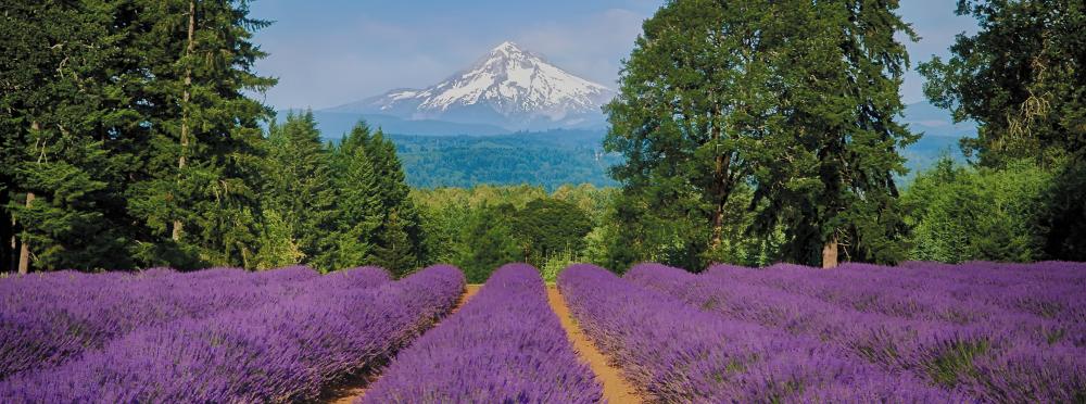 Mt Hood in front of a lavender field