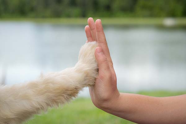 hi five