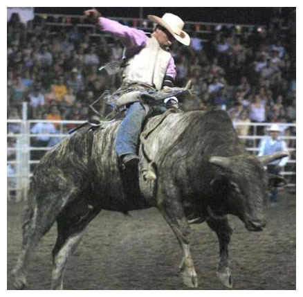 Bull Riding
