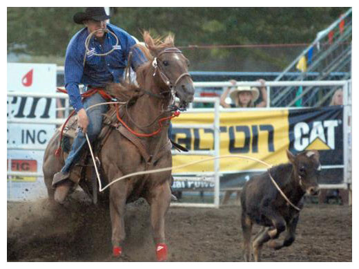 tie down roping