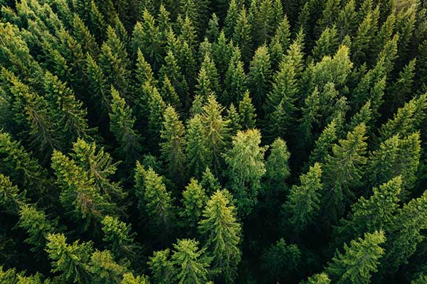 Join the Forest Advisory Board
