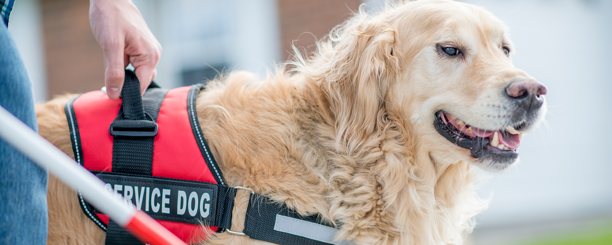 A service dog guiding his owner
