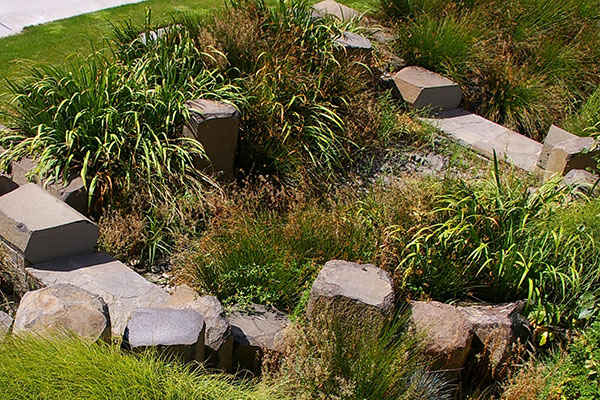 Rain Garden