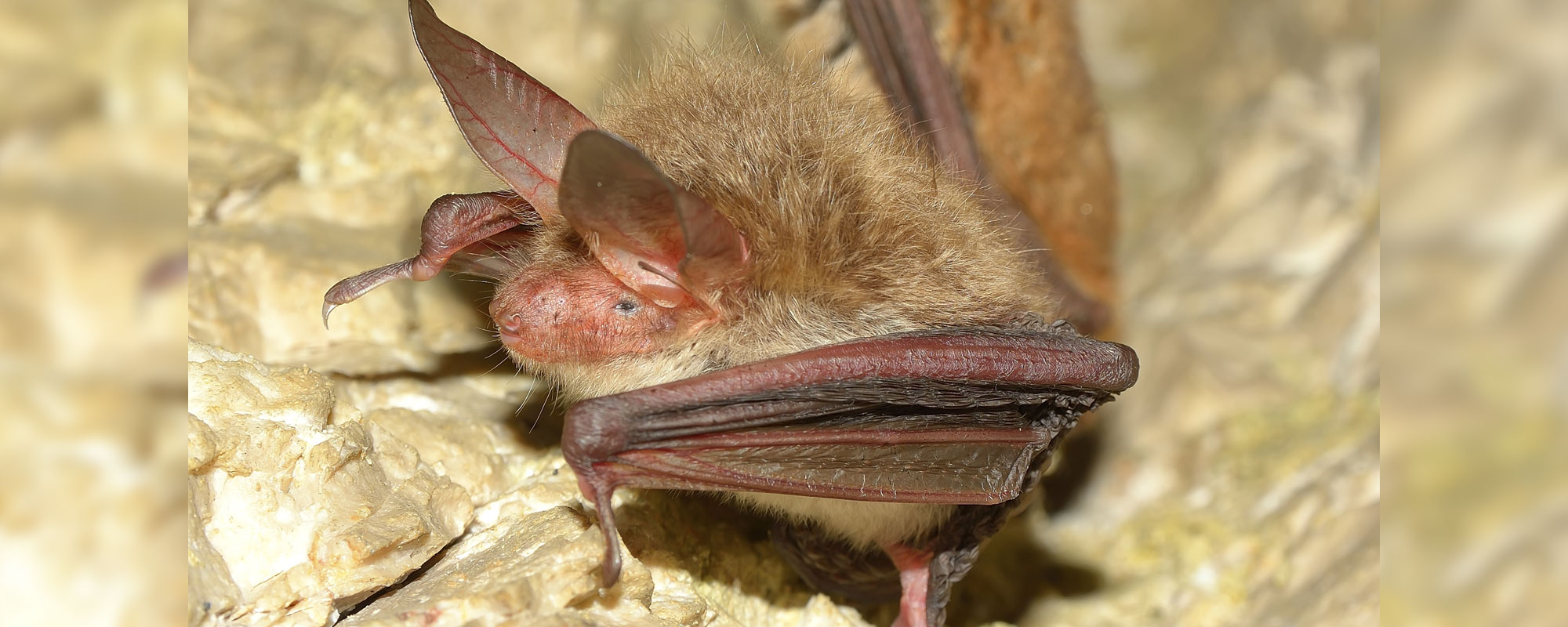 Long-eared bat
