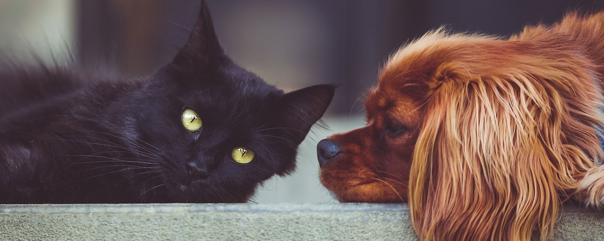Cat and dog