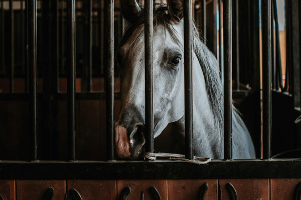 A horse in a stable