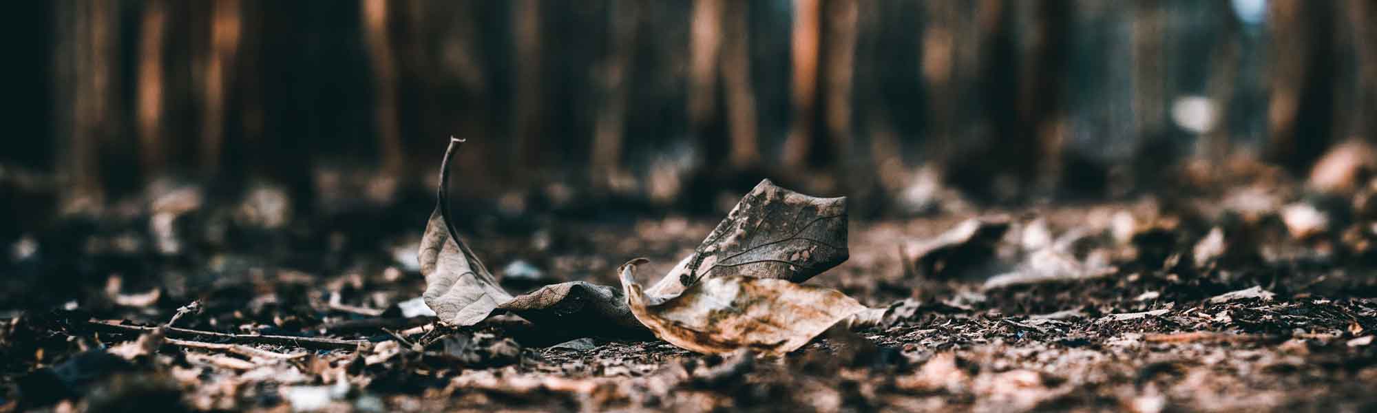 Burned debris on the forest floor