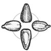 Siskiyou Seeds logo
