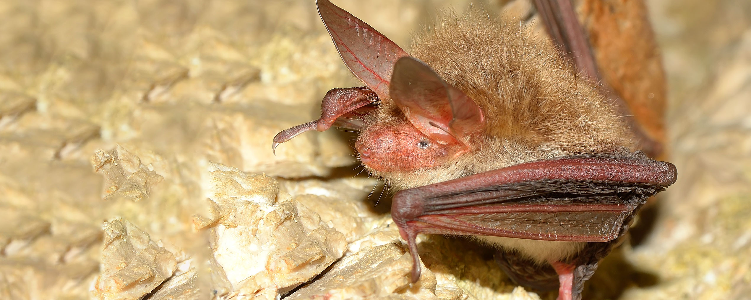 Learn what to do in case of a bat bite