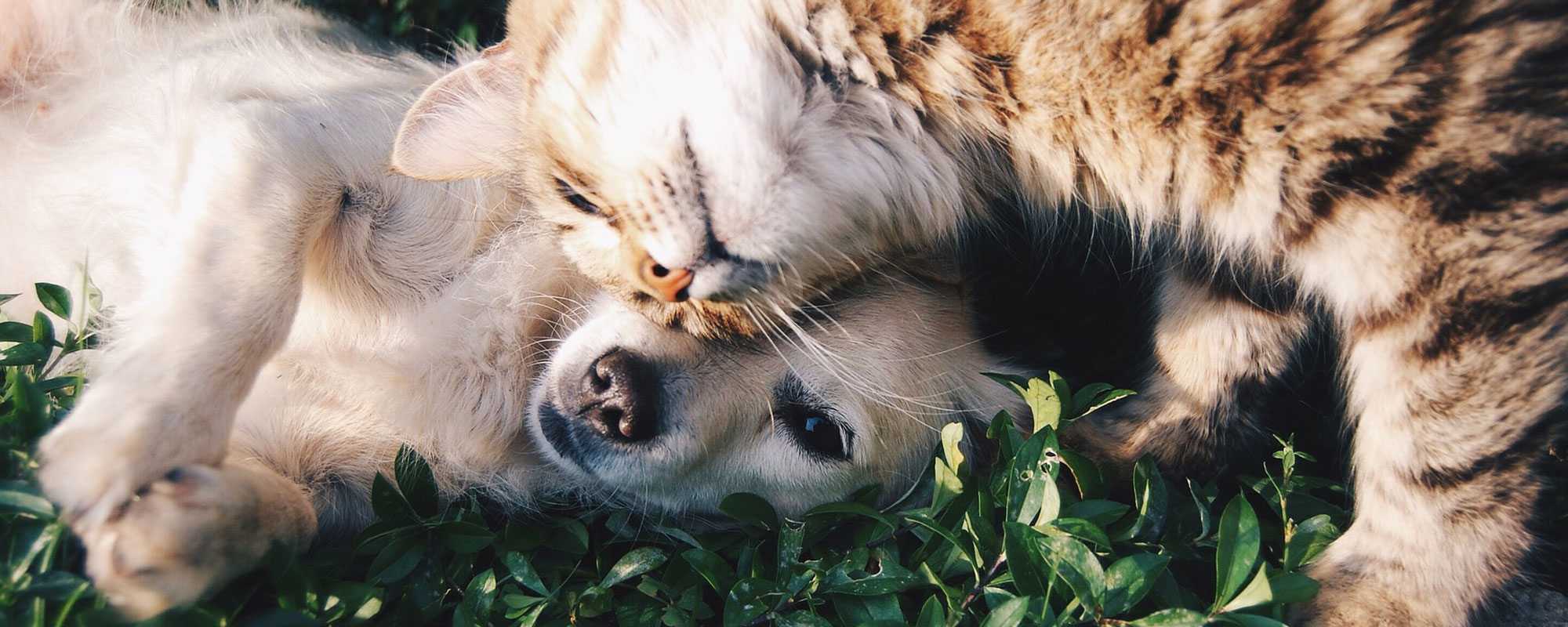 Dog and cat