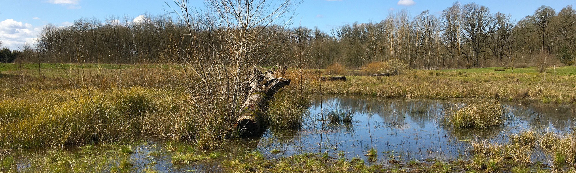 water and meadow