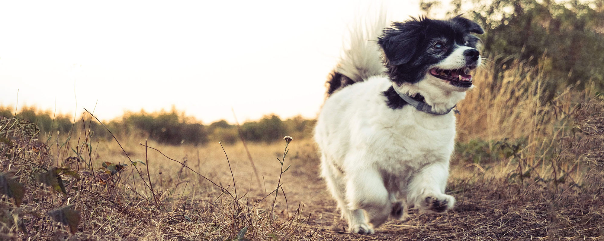 Small dog running in the sun