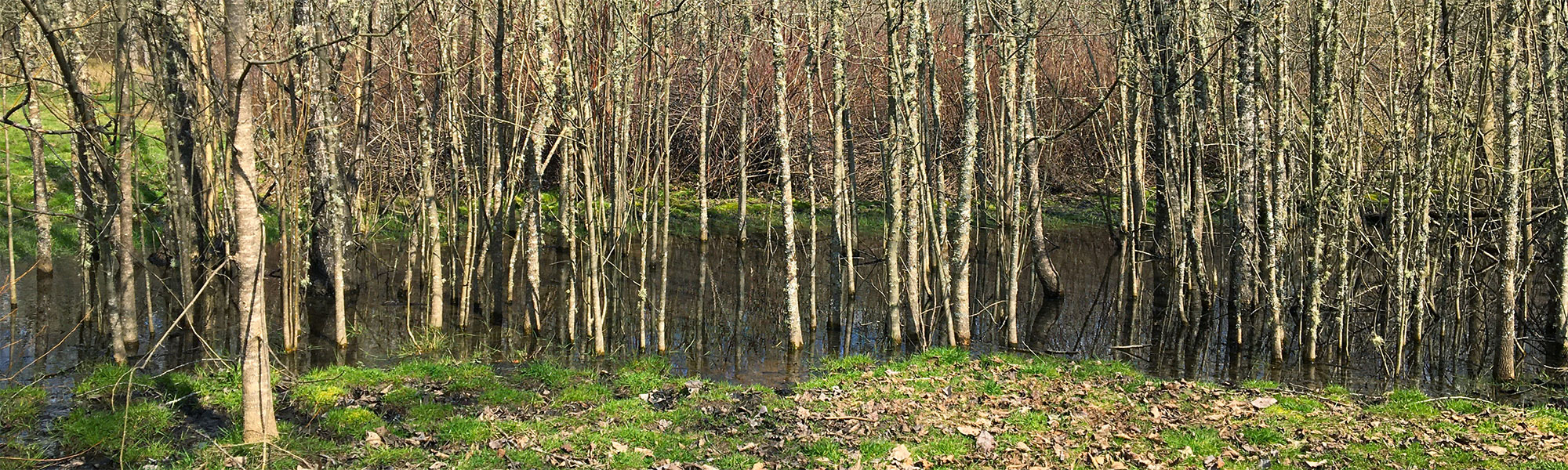 Alder Swamp