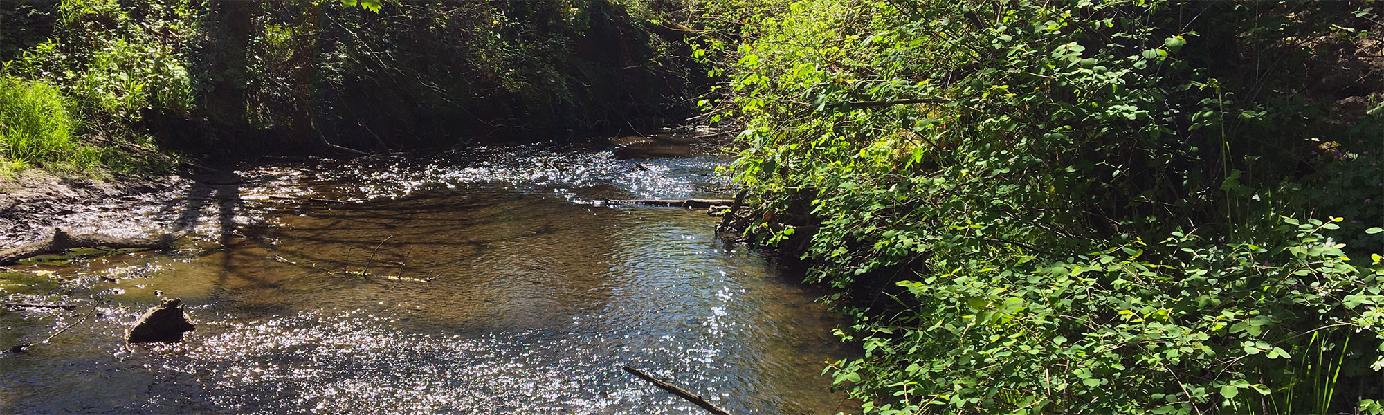 Mt. Scott Creek