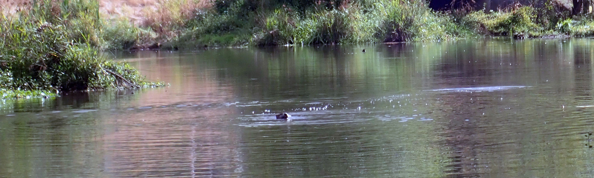 Otters in River