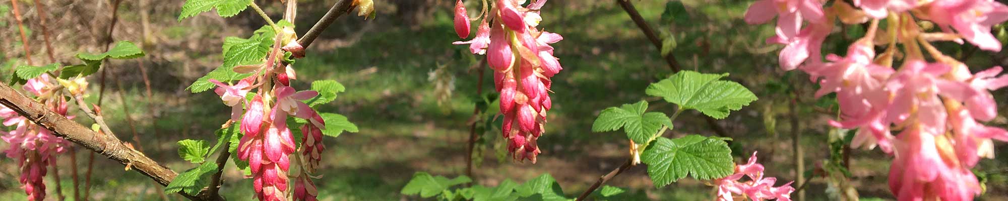 Red flowering currant blooms at the 3-Creeks Natural Area