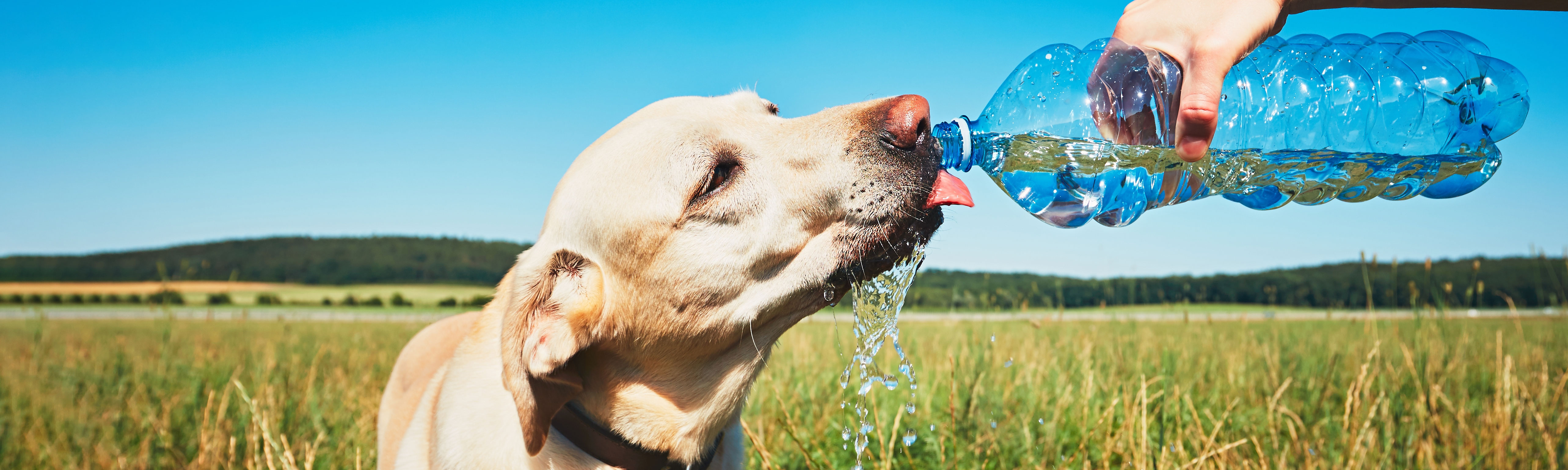 Yellow Labrador Retriever dog drinking water outside in a field