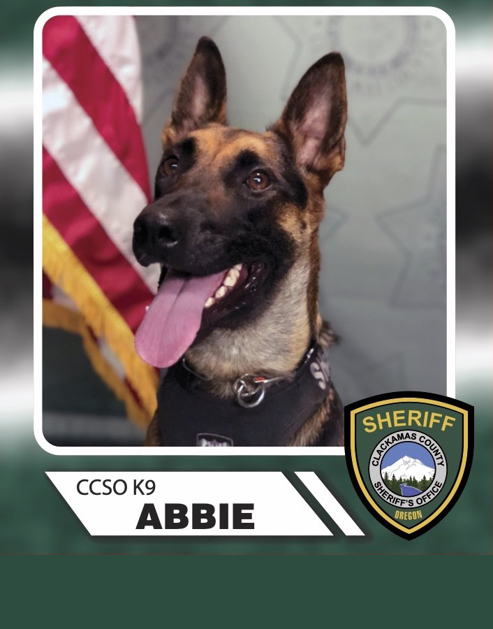 K9 Abbie