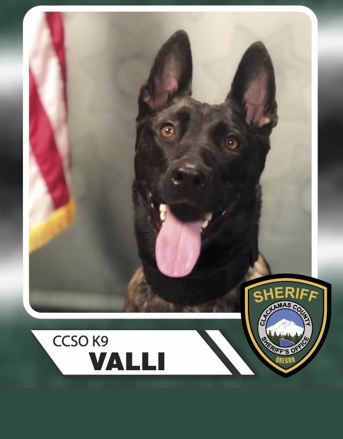 K9 Valli