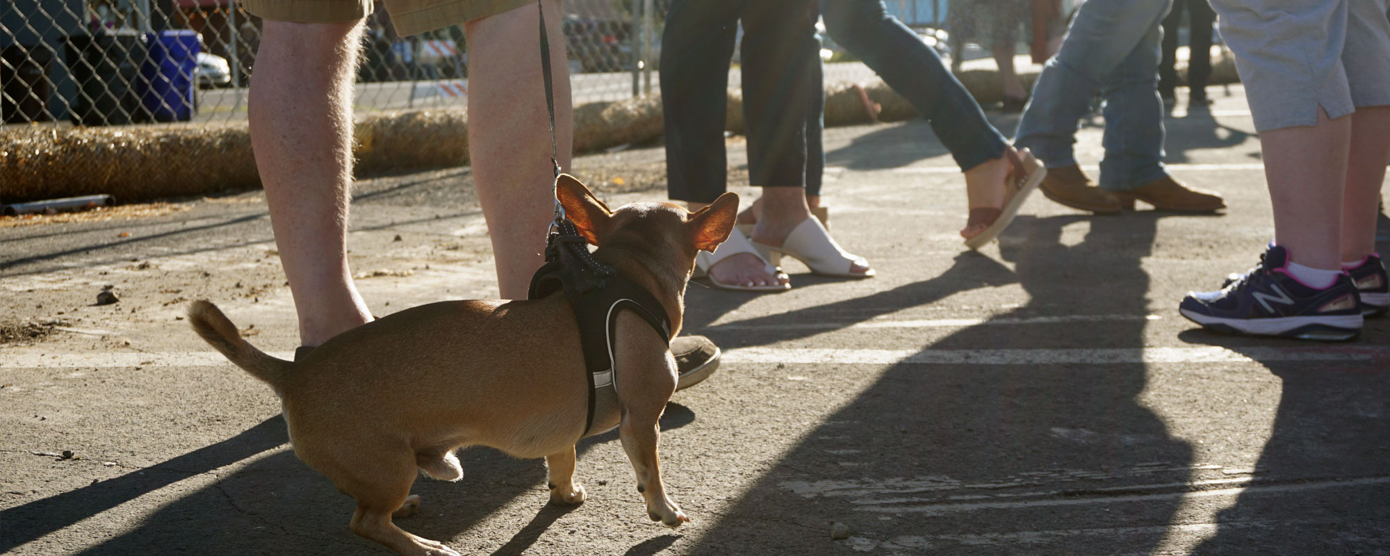 A little dog walking in a crowd of people with its owner