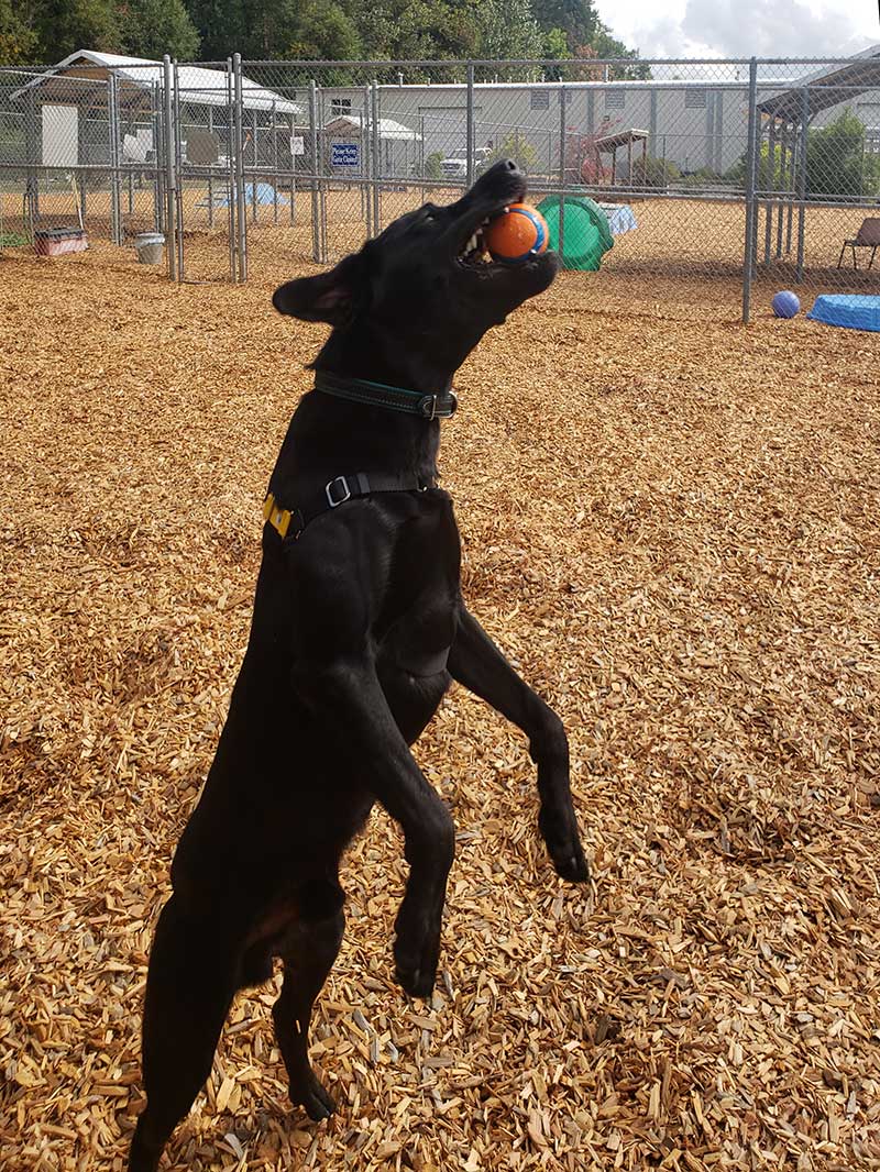 Black lab jumps to catch ball