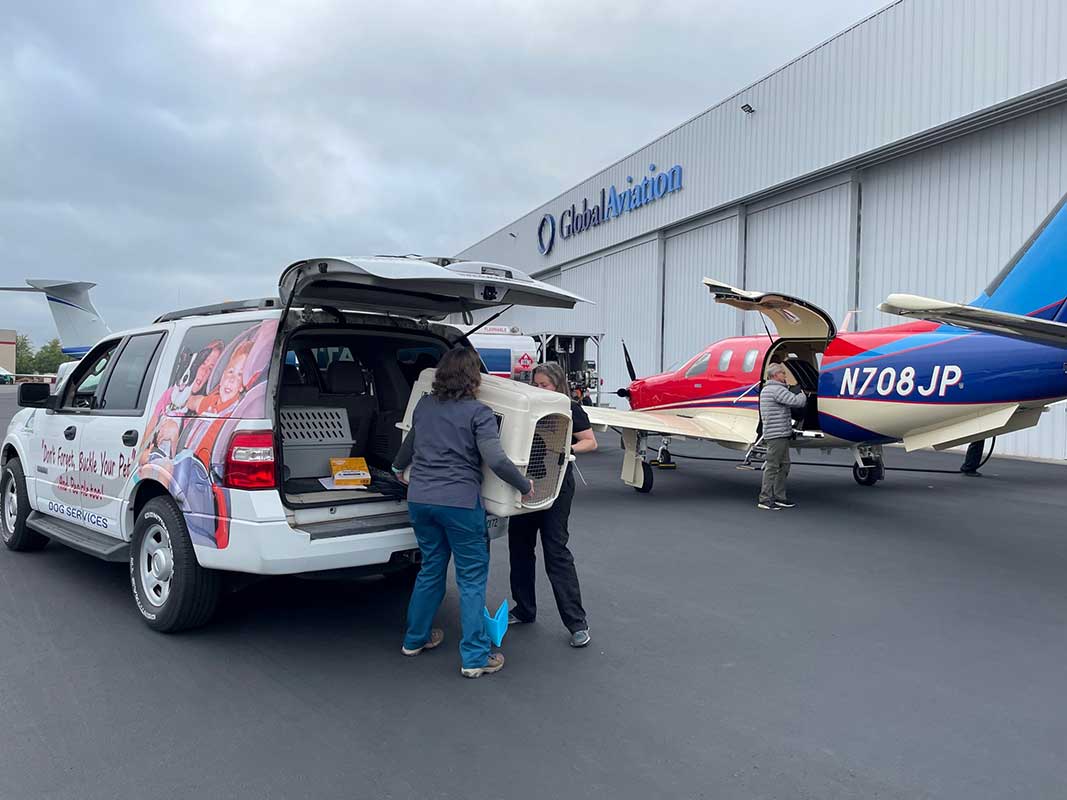 Buddy is loaded onto a plane in a kennel