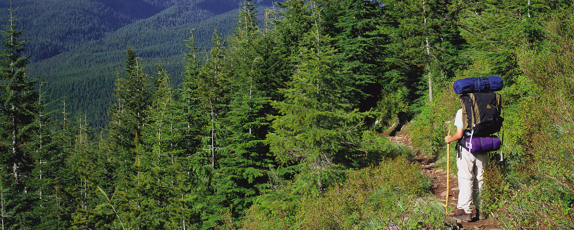 woman hiking on mountaintop surrounded by trees