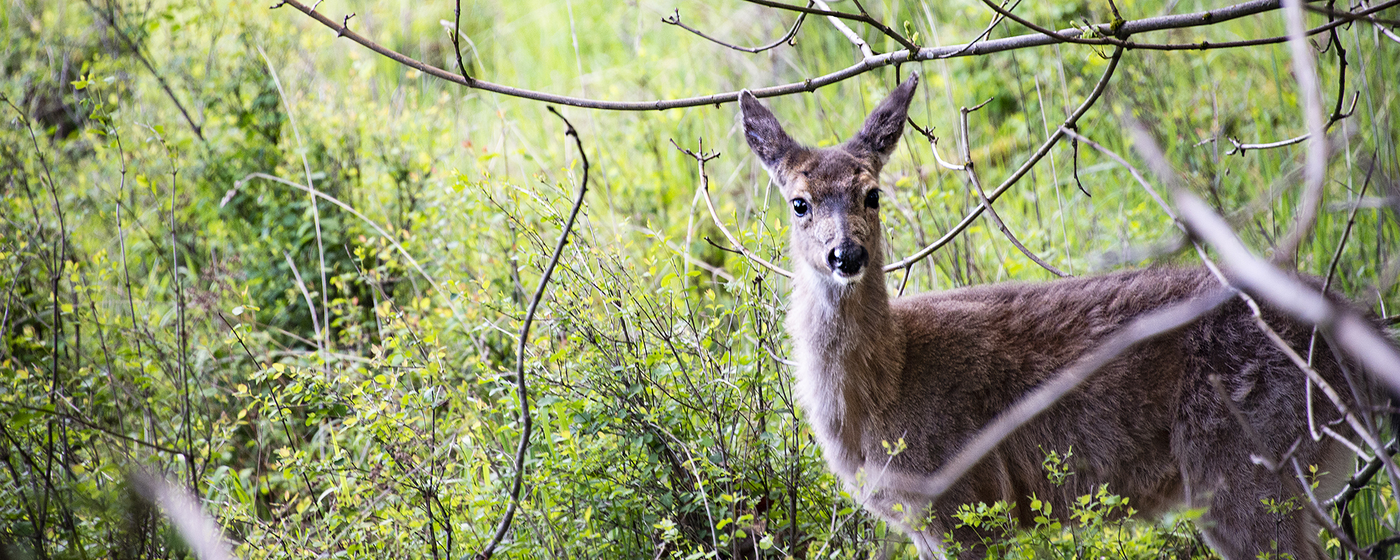 A deer at Scouter's Mountain Park