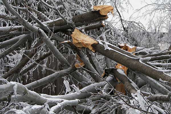 Storm-damaged trees