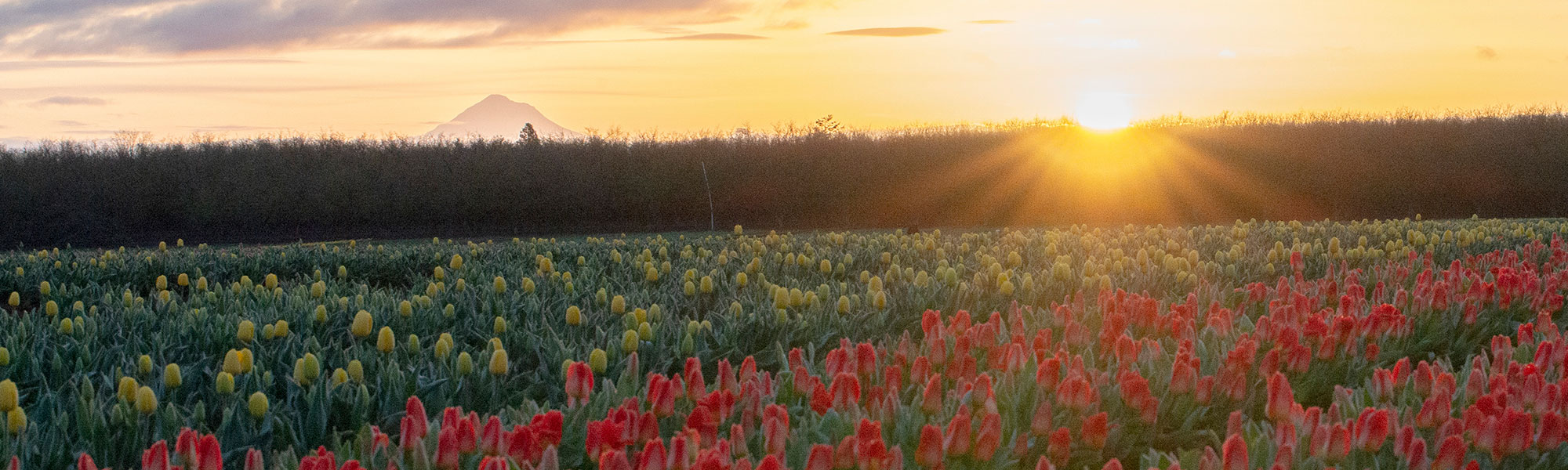 Woodenshoe Tulip Farm in Woodburn, Oregon in April 2023.