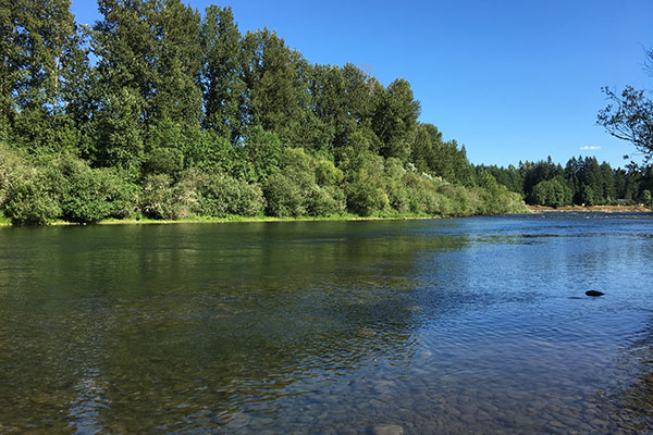 river with tree bank and blue sky
