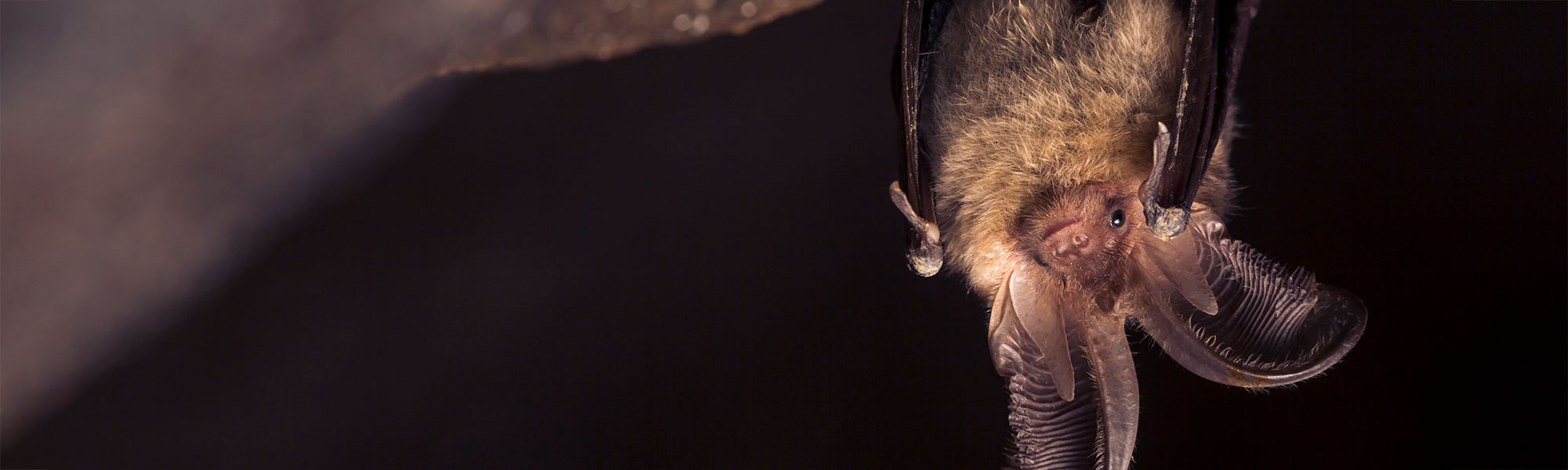 Bat hanging upside down