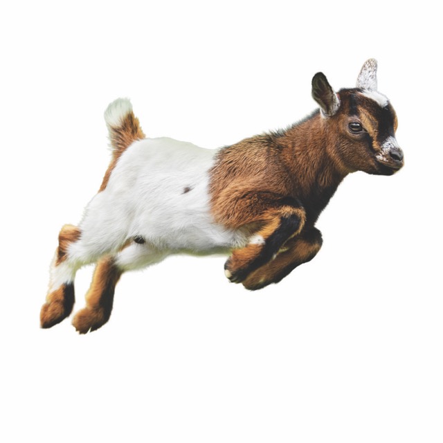 jumping goat