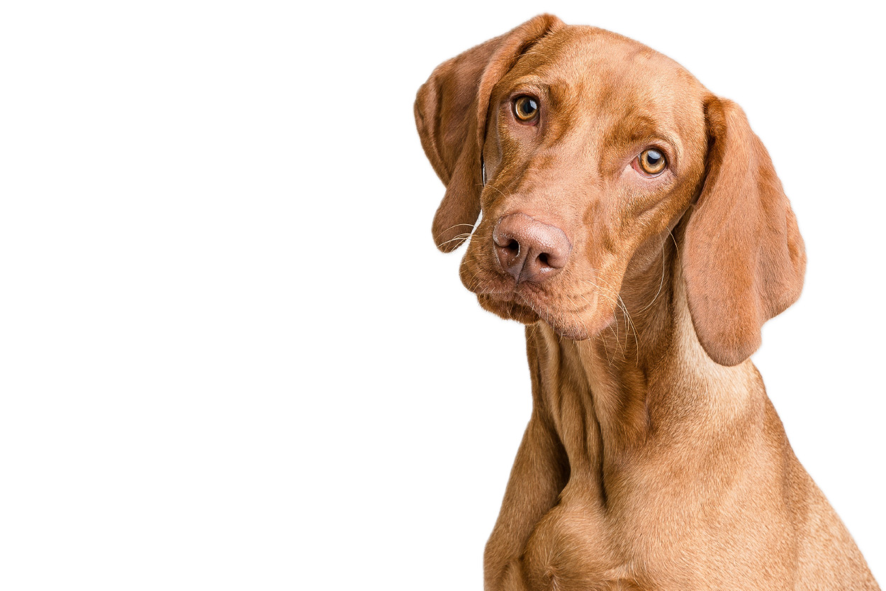 Head and shoulders of alert looking smoother-haired, yellow dog
