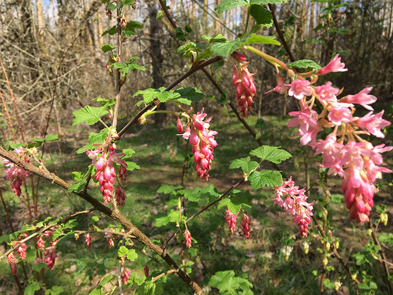 Red Flowering Currant along a pathway
