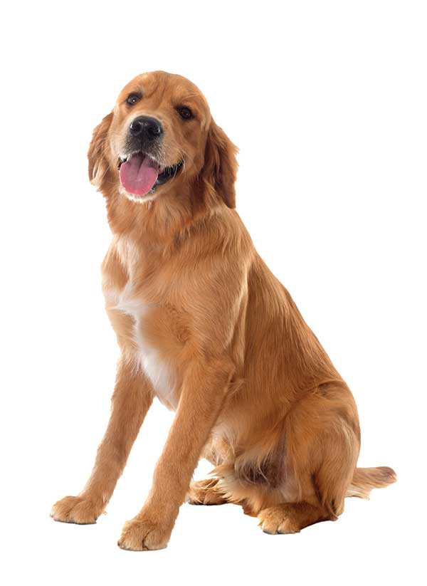 Golden retriever Dog sitting