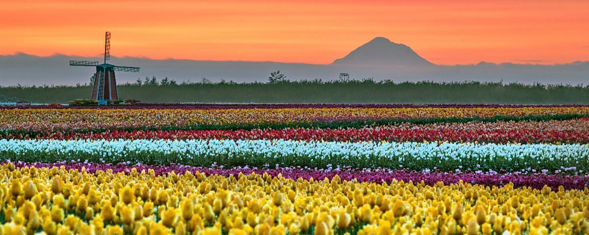 Tulip farm with Mount Hood and windmill in the background