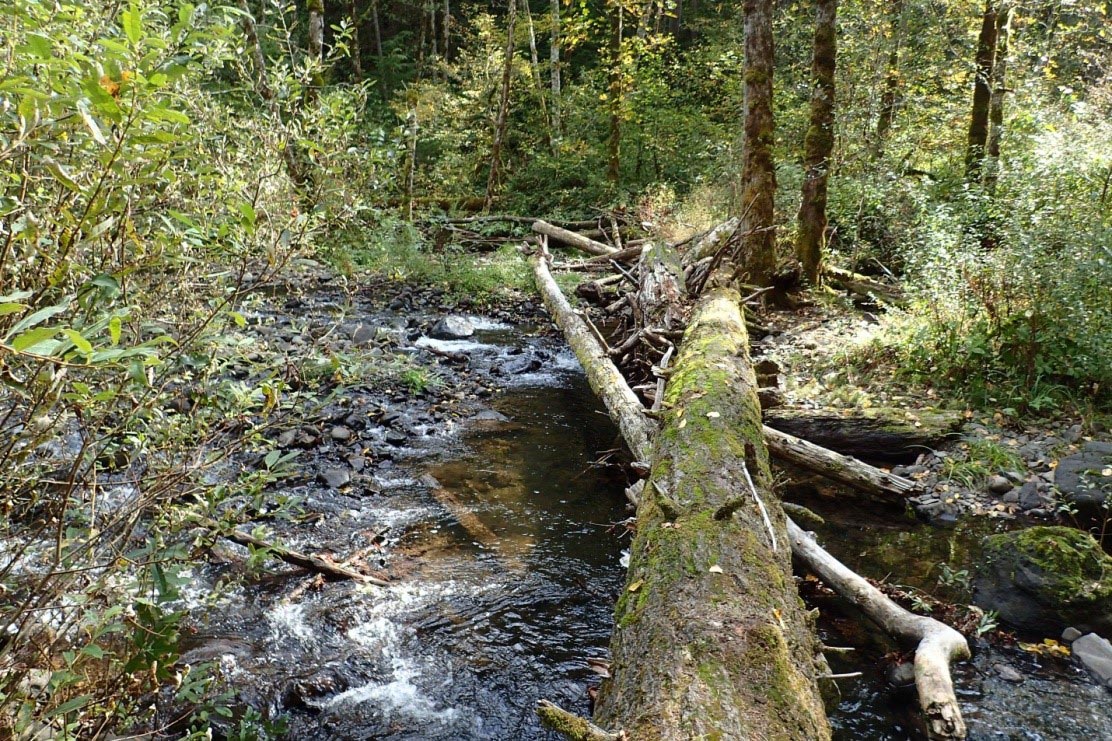 Trillium Creek