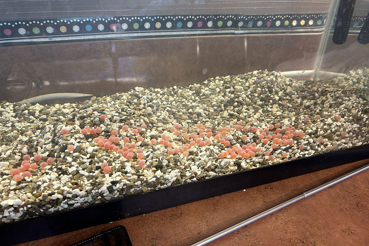 Salmon eggs in a classroom fishtank