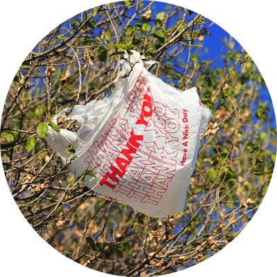 Littered plastic bag caught in a tree