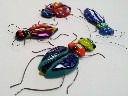 Fused glass bugs