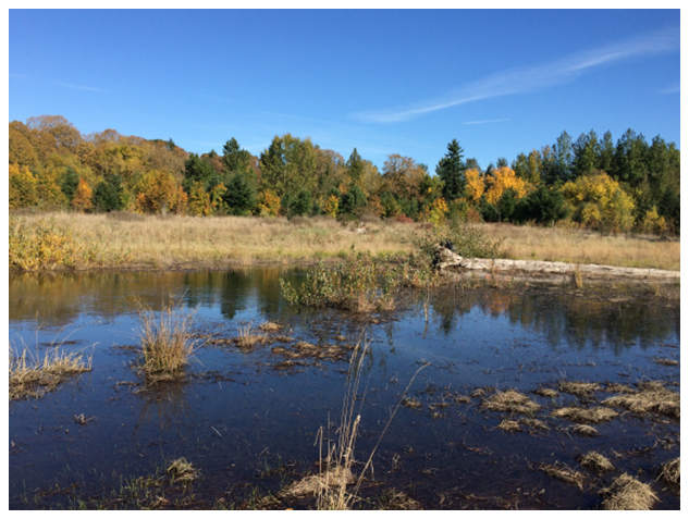 The 3-Creeks Protected Area Floodplain Enhancement Project site