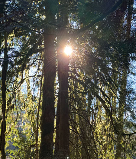 Trees in a forest with the sun peaking from behind.