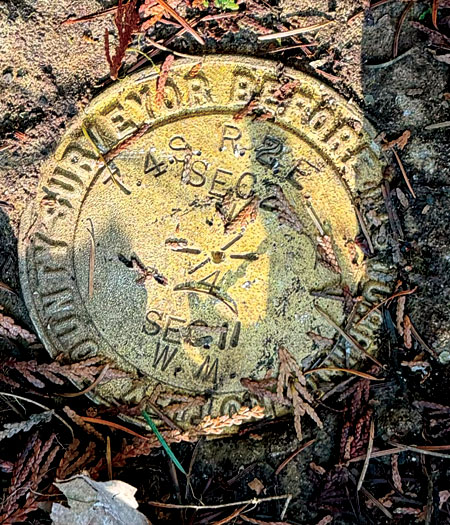 Close-up view of a former bearing tree with numbers and letters inscribed into the tree bark.