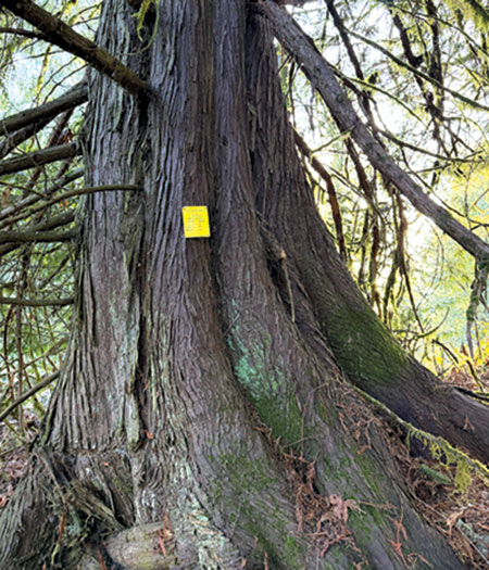 Bearing tree identifying the public land corner as indicated by the yellow metal tag.