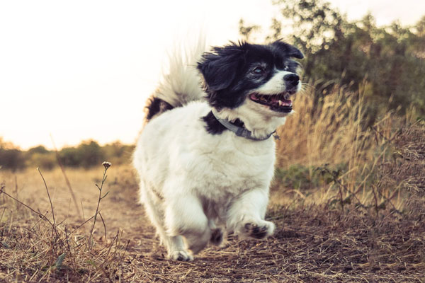 Small dog running through field