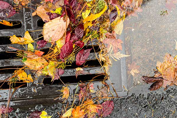 Storm Drain with Leaves