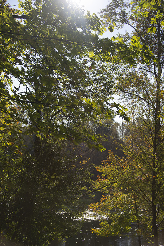 Dappled fall sun sifts through a grove of trees that have brilliant fall foliage on them.